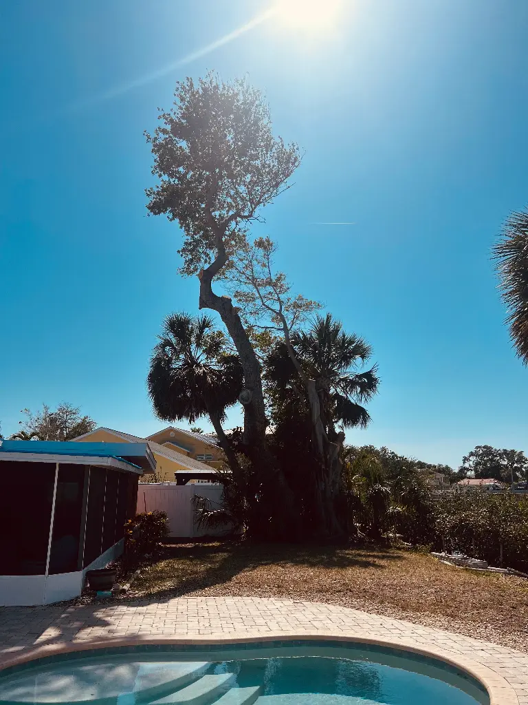 Tree care after - Belleair, FL