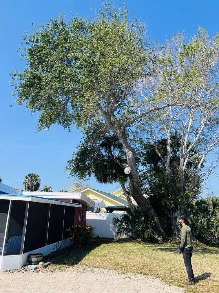 Tree care before - Belleair, FL