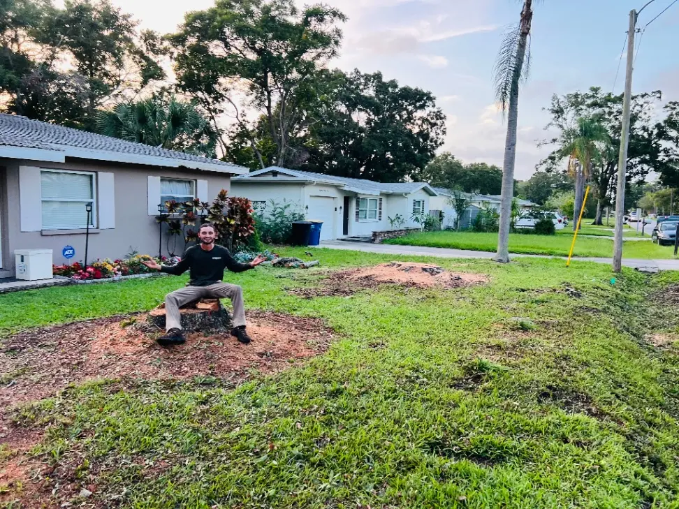 Tree care after - Clearwater, FL