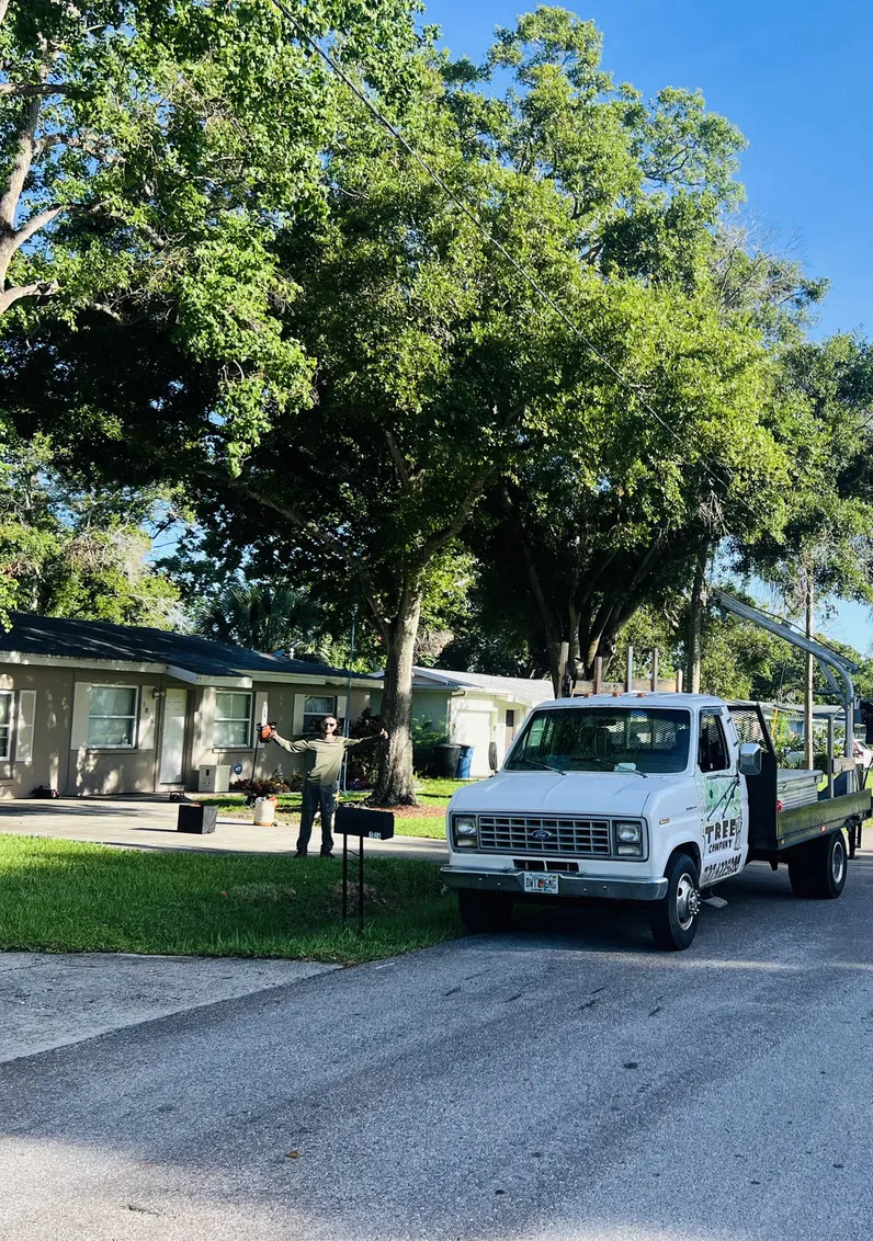 Tree care before - Clearwater, FL