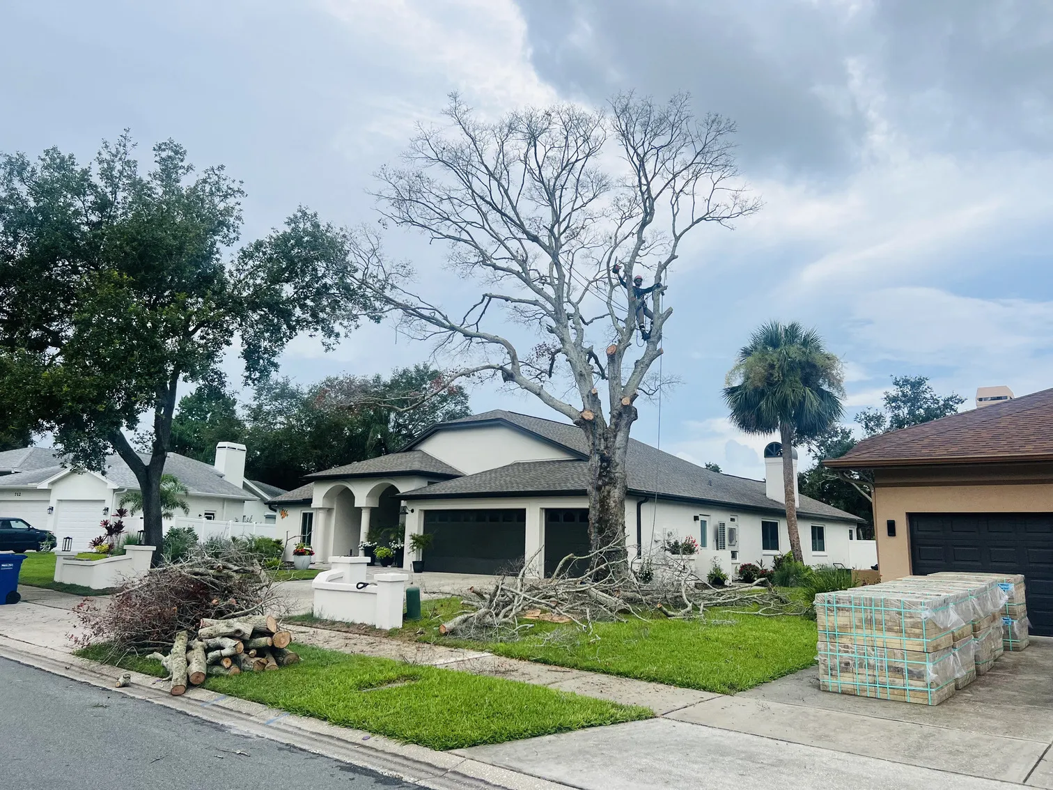 Tree care before - Dunedin, FL