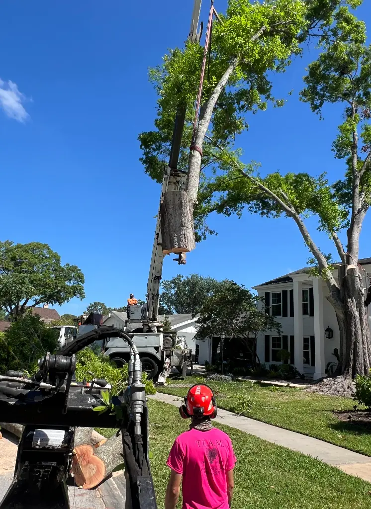 Tree care services in New Port Richey, FL