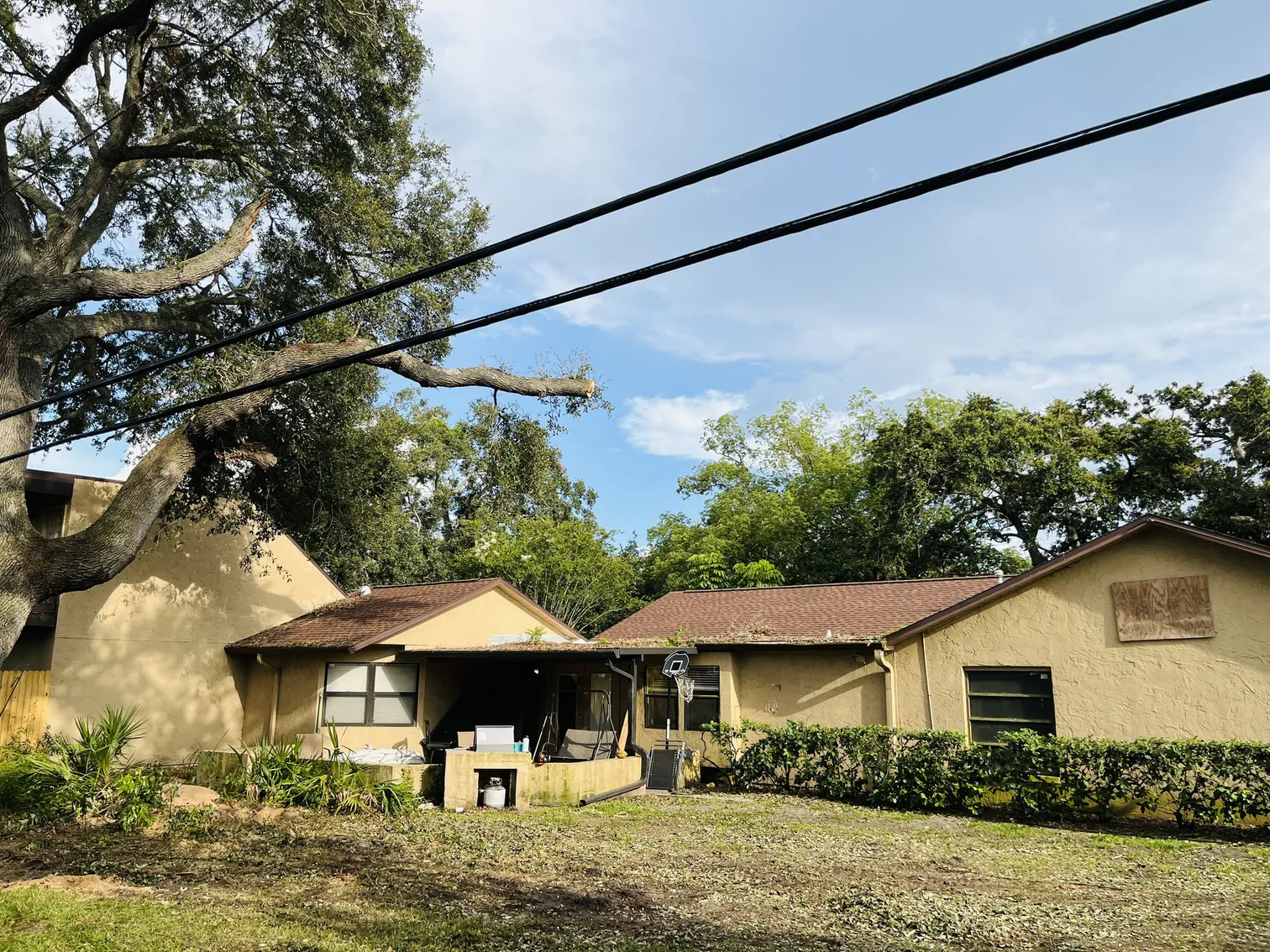 Tree care after - Palm Harbor, FL