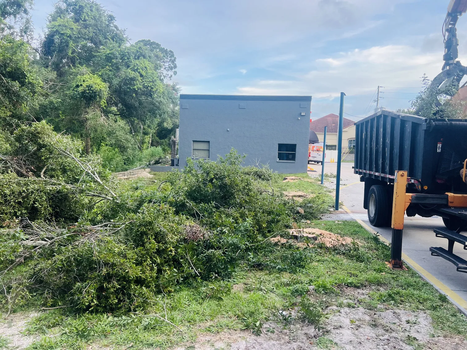 Tree care after - Safety Harbor, FL