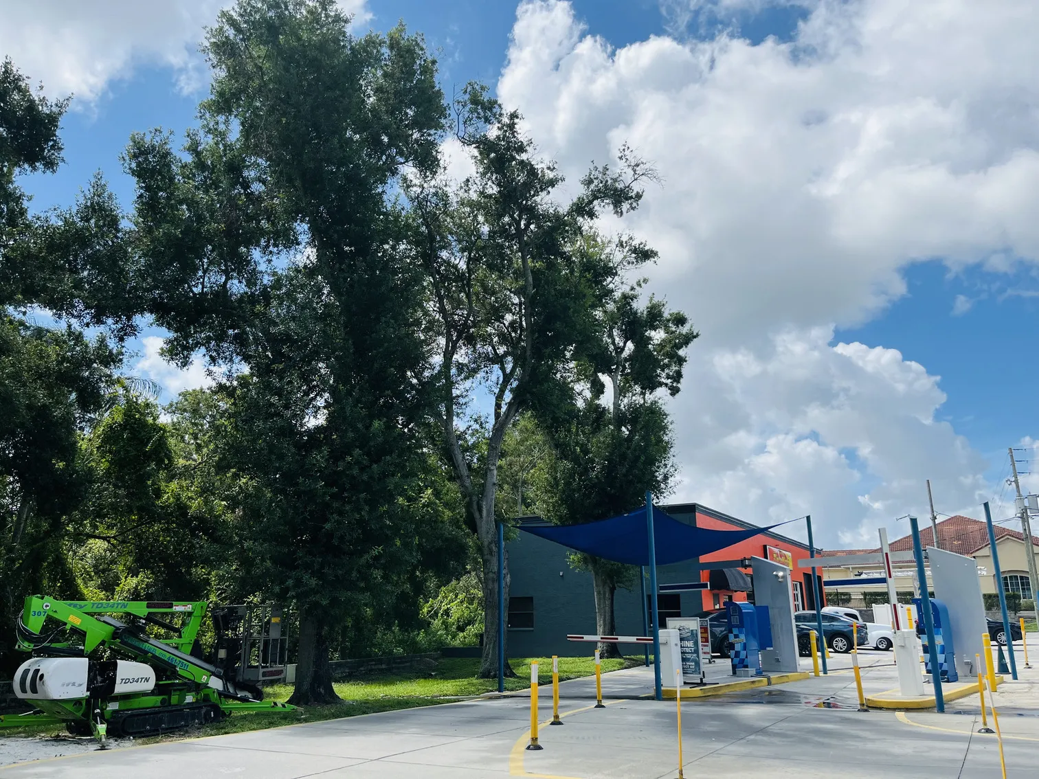 Tree care before - Safety Harbor, FL