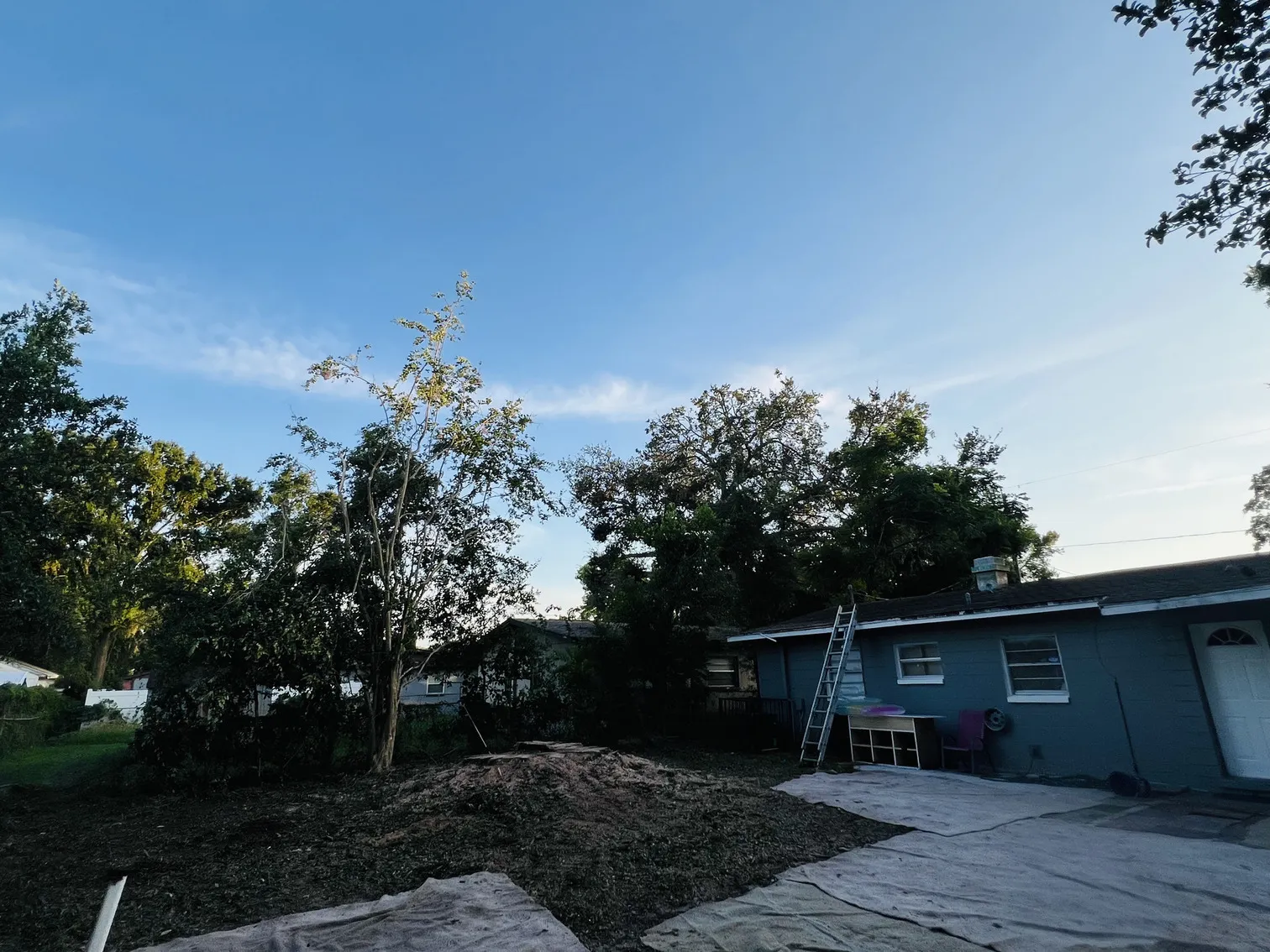 Tree care after - Tampa, FL