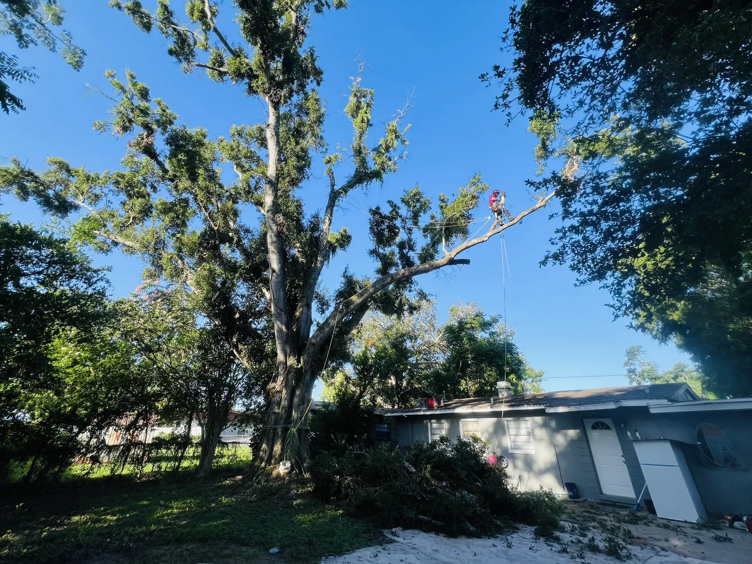 Tree care before - Tampa, FL