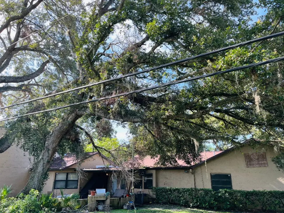 Tree Health Assessment