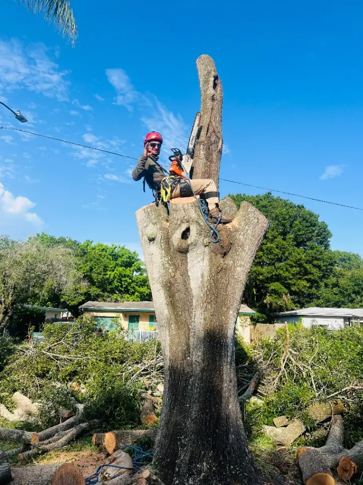 Tree Removal